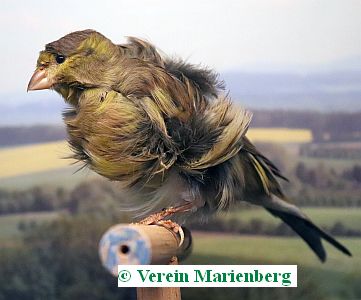 Mehringer