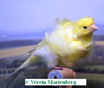Mehringer