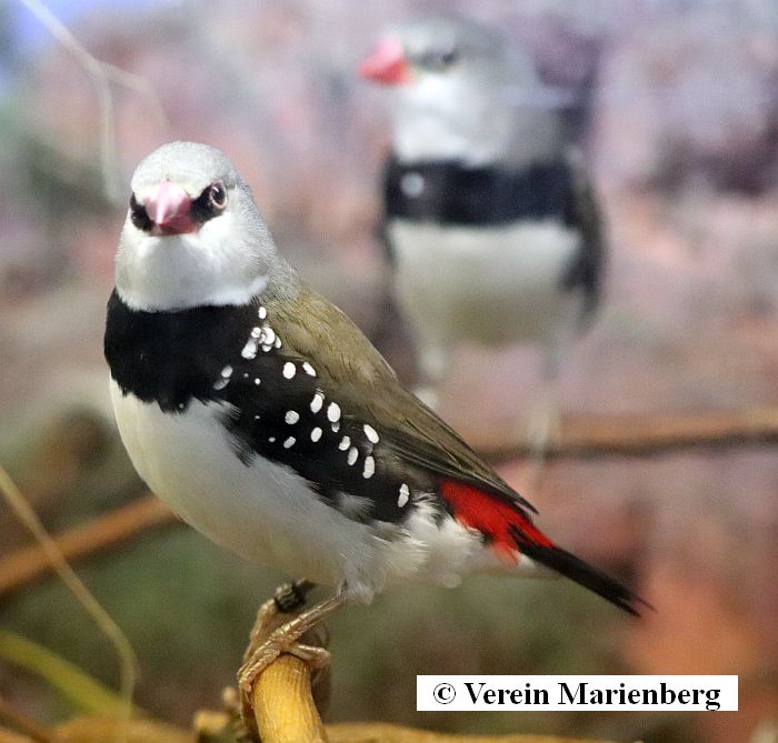 Diamantamadine