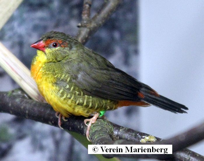 Goldbrüstchen