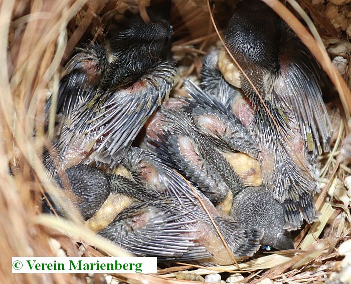 junge Gouldamadinen im Nest