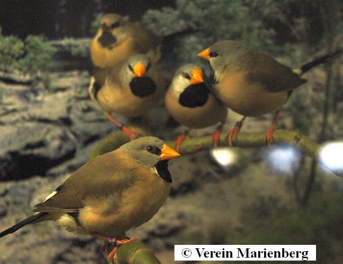 Gelbschäblige Spitzschwanzamadine