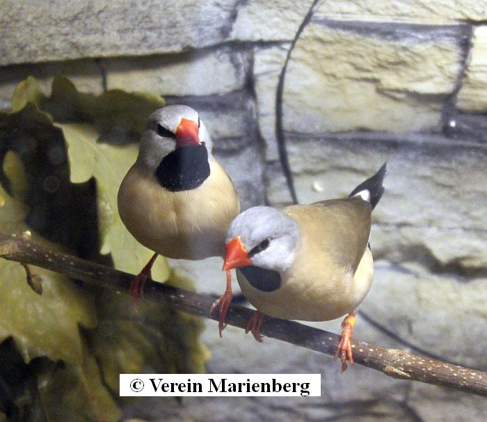 Rotschnäbelige Spitzschwanzamadine