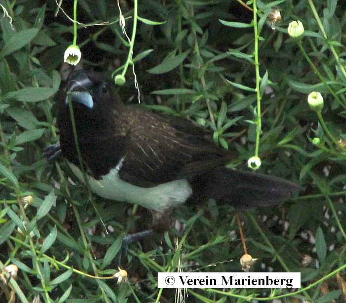 Spitzschwanzbronzemännchen