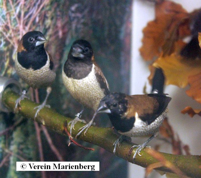 Wellenbauchbronzemännchen