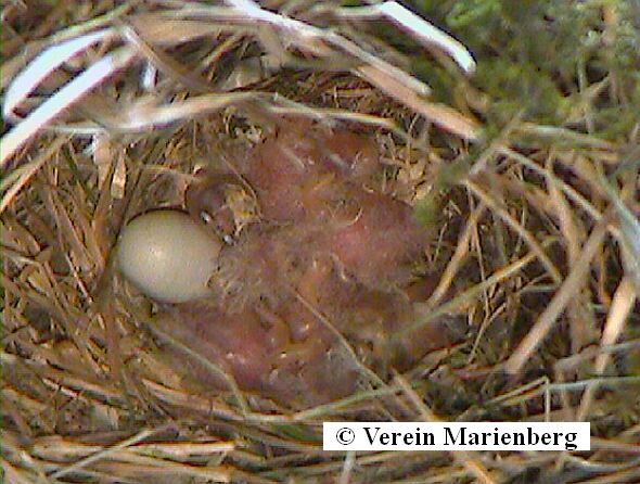 Zebrafink Jungvögel im Nest