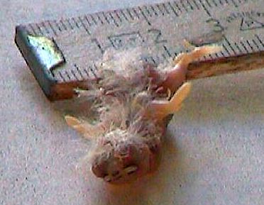 Zebrafink Jungvogel