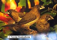 Spitzschwanzbronzemännchen