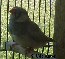 dominant pastell grau