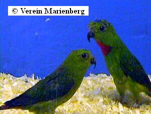 Blaukrönchen