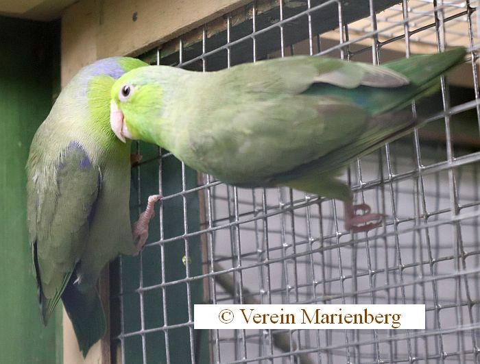 Blaugenick Sperlingspapagei