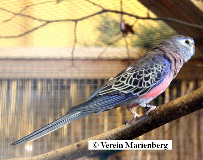 Bourkesittich
