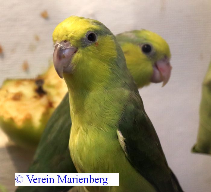 Gelbgesicht-Sperlingspapagei