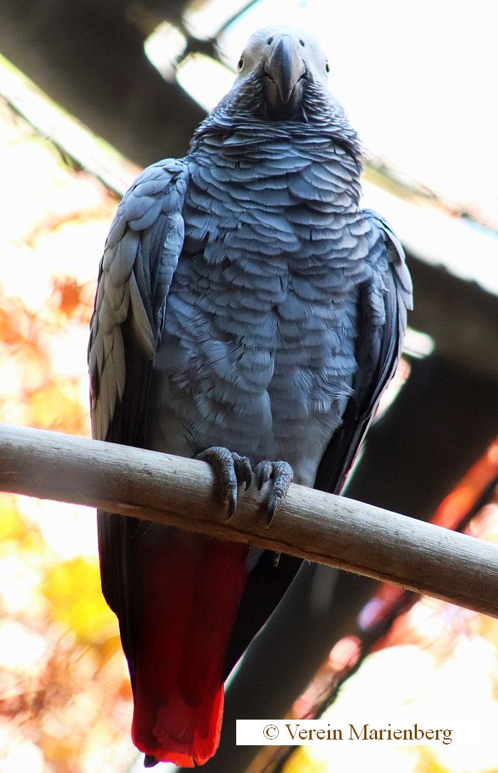 Graupapagei