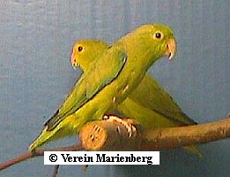 Grünbürzel-Sperlingspapagei