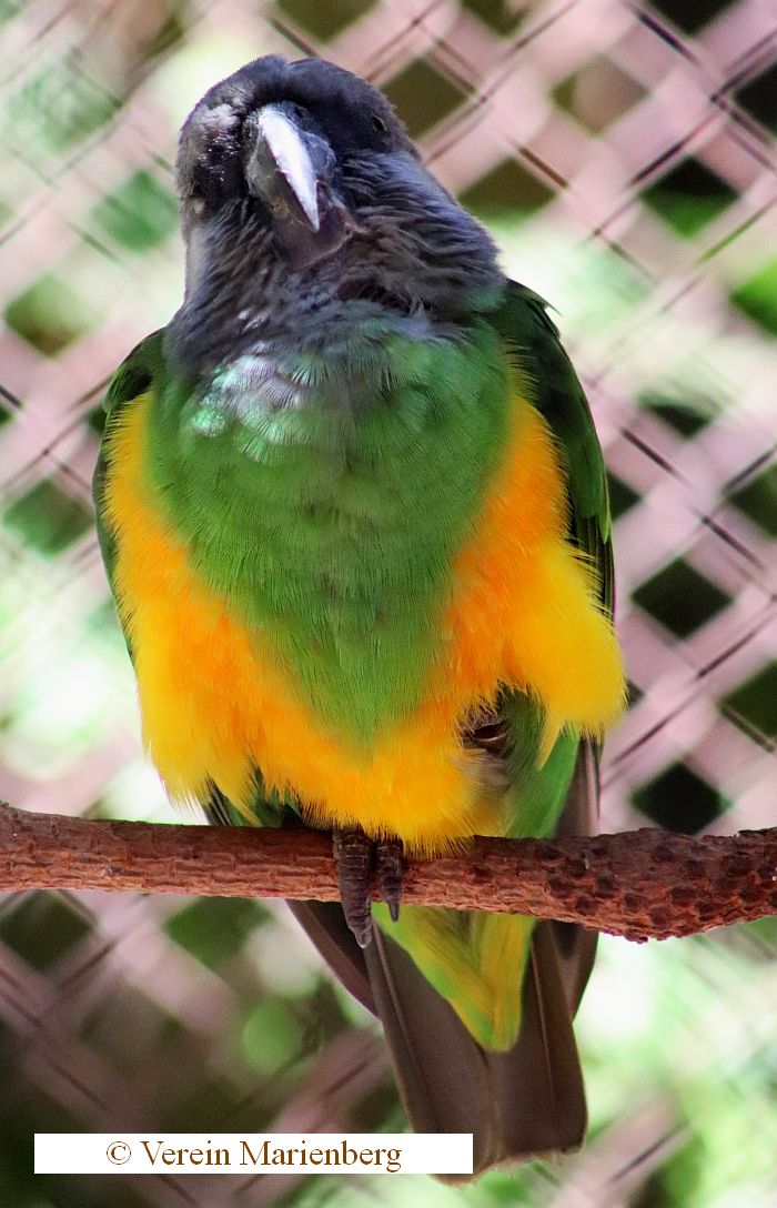 Senegalpapagei