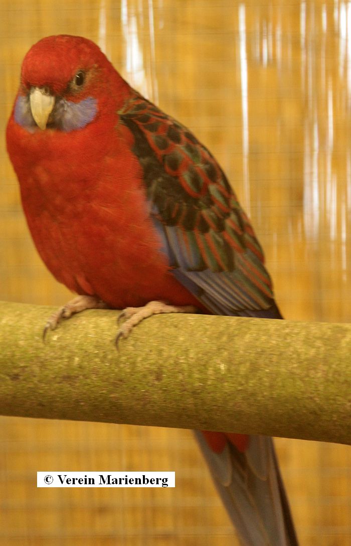 Pennantsittich