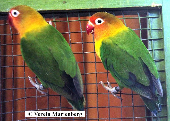 Pfirsichköpfchen