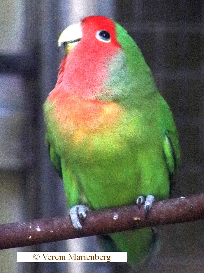 Rosenköpfchen