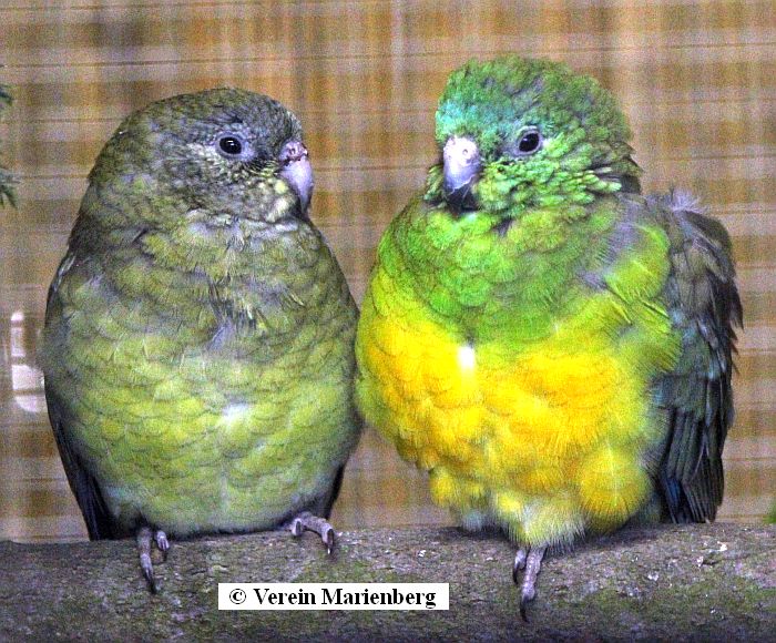 Singsittich