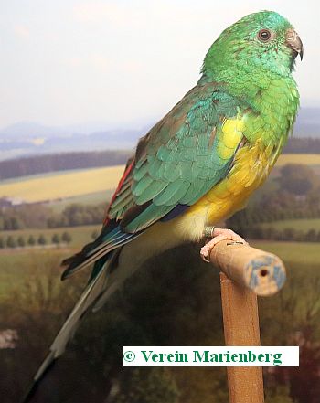 Singsittich