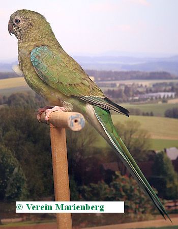 Singsittich