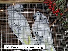 Weißhaubenkakadu