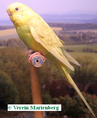 Farbenwellensittich