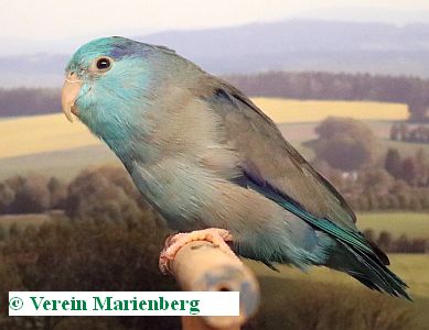 Baugenick-Sperlingspapagei
