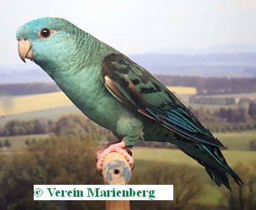 Katharinasittich
