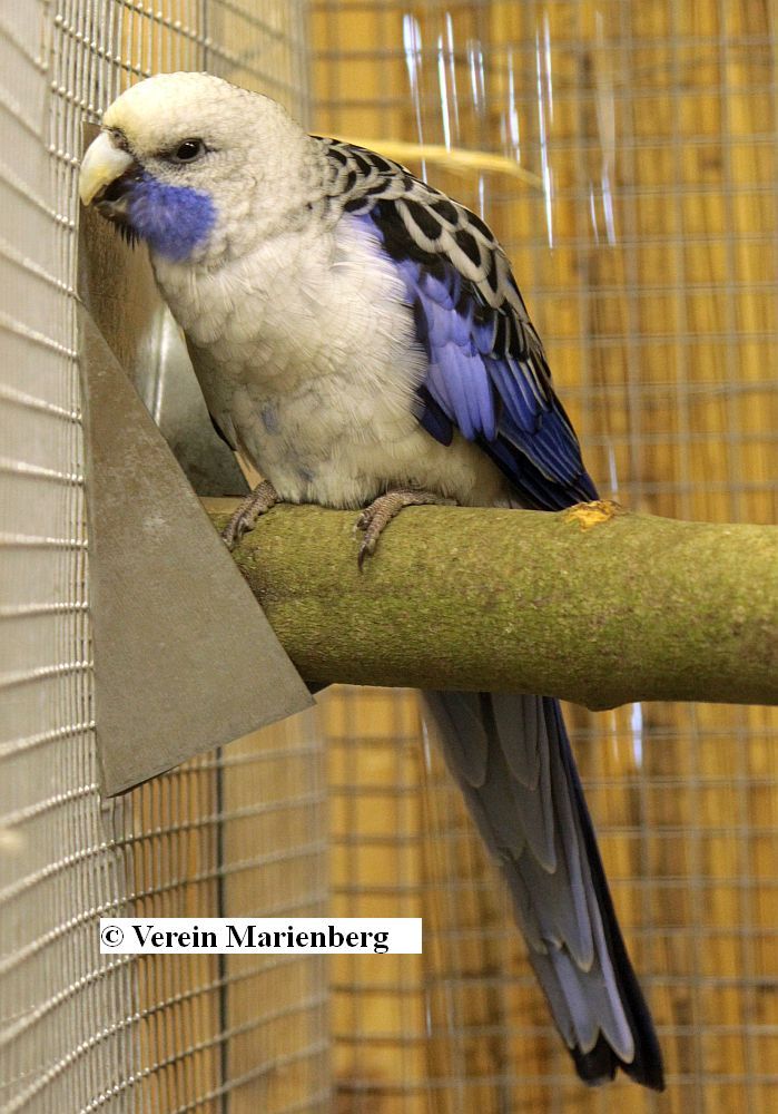 Pennantsittich blau