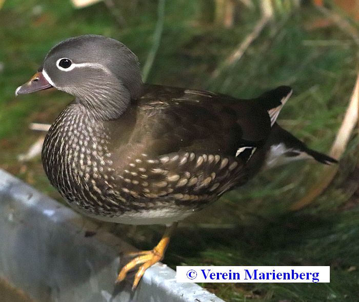 Mandarinente