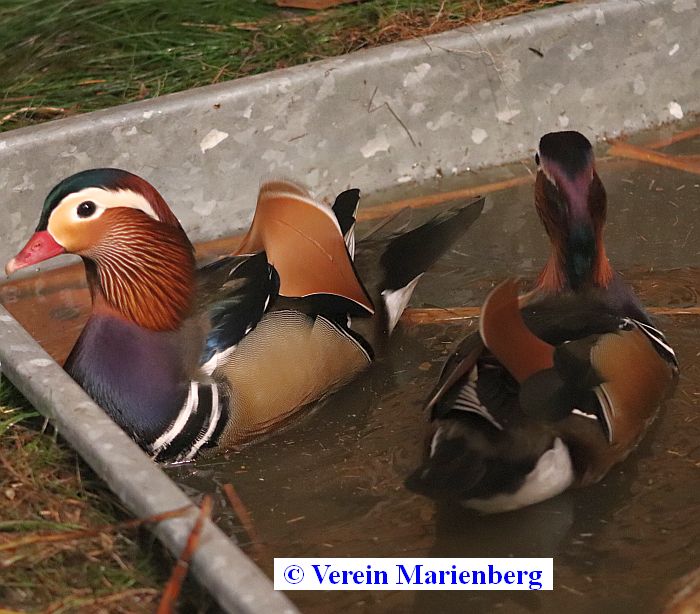 Mandarinente
