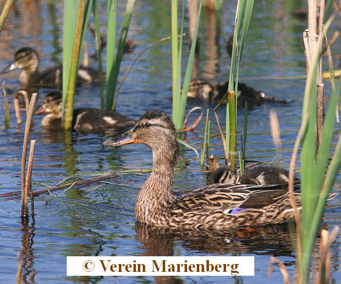 Stockente
