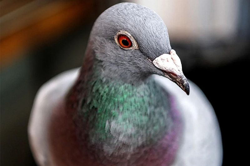 Brieftaube