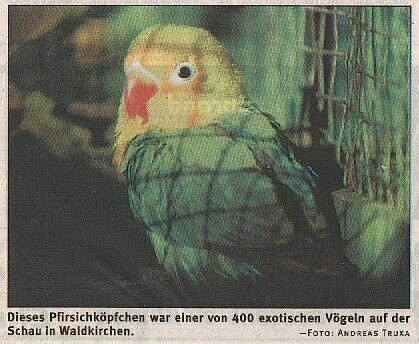 Vereinsschau 2000