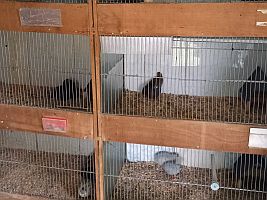 Chinesische Zwergwachtel