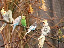 Nymphensittich, Wellensittich