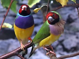 Gouldamadine rotköpfig