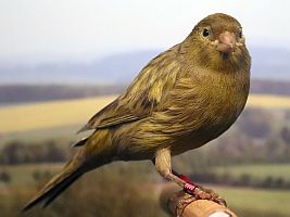 Farbenkanarie achat gelb schimmel