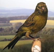 Farbenkanrien schwarz gelb intensiv