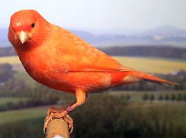 Farbenkanarie rot schimmel