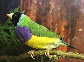 Gouldamadine schwarzköpfig