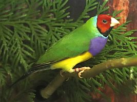 Gouldamadine rotköpfig