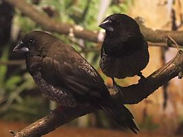 Japanisches Mövchen